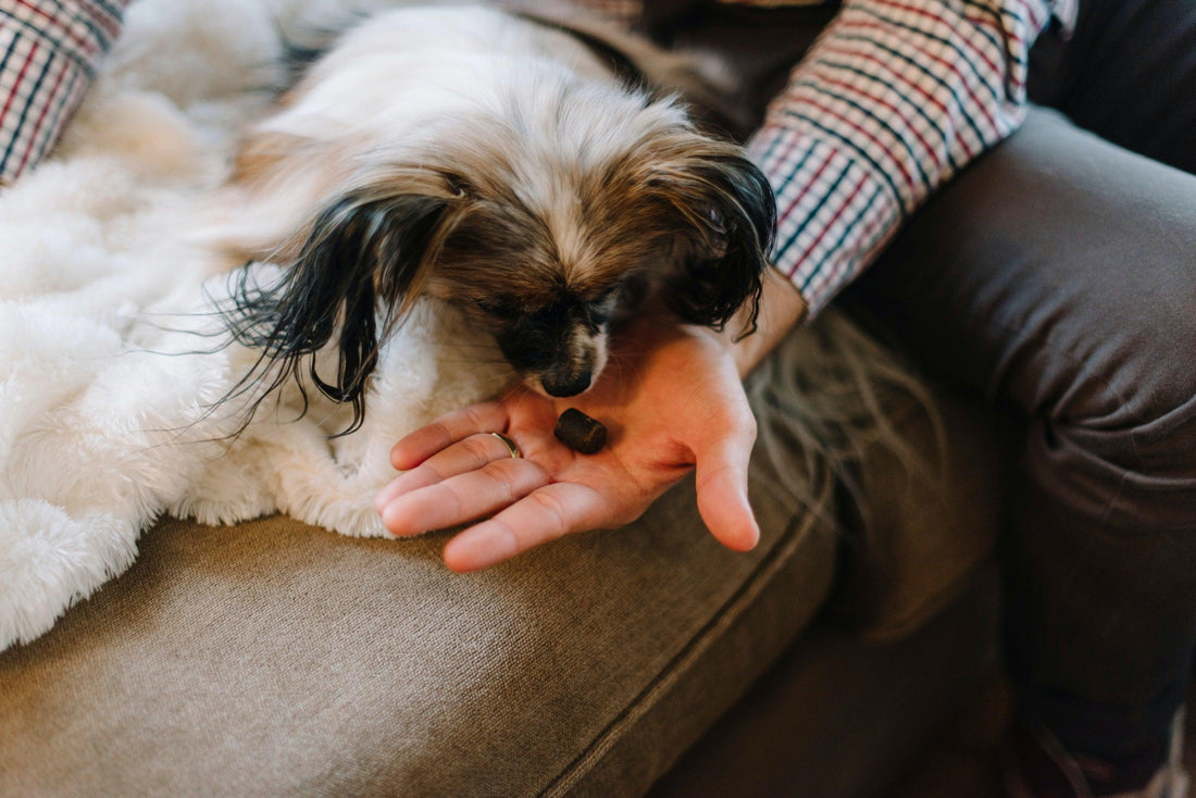 Effective Ways To Calm Your Anxious Dog - King Buddha