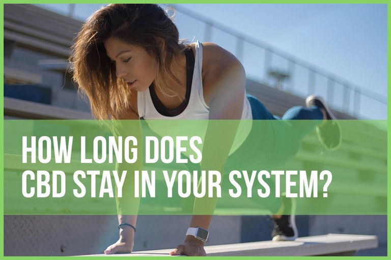 How Long Does CBD Stay In Your System? – King Buddha