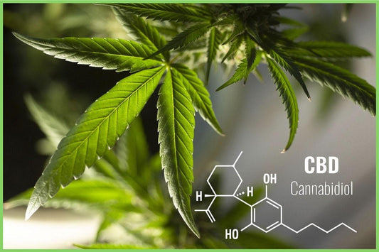 What Is CBD Oil? A Quick CBD Guide For 2020 - King Buddha
